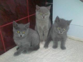 Britische Kurzhaare Kitten