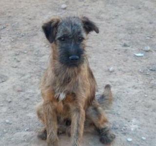 Kleiner Tomy Terrier-Mix sucht ein Zuhause