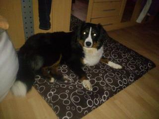 Appenzeller sennenhund sucht neues Zuhause