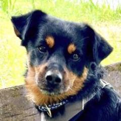 LEGO - männlich 5 Jahre 44 cm 10 kg Pinscher-Mix Gechipt Kastriert