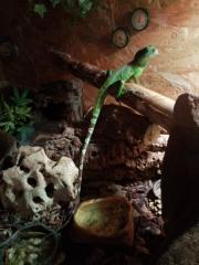 Zwei wasseragame Handzahm