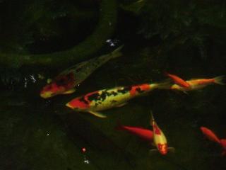 2 wunderschöne Koi Karpfen