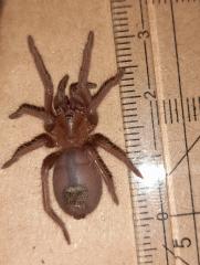 Orange-violette kubanische Zwergvogelspinne / Citharacanthus cyaneus 2 cm Körperlänge