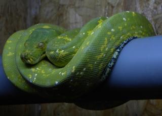 0. 1 Morelia viridis Biak 2021