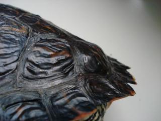 Wasserschildkröten aus Auffangstation suchen neues Zuhause