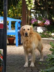 Golden Retriever Andor sucht Deckhündin