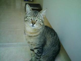 RX, der Traum Zweitkater