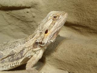 Biete 0. 1 Pogona vitticeps adult, Bartagamenweibchen - PLZ44 Dortmund