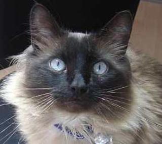 Lieber Schmusekater Neko wird gemoppt