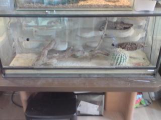 Terrarium zu verkaufen