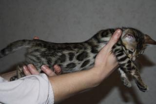 Wunderschöne Reinrassige Bengalkatzen SRV-TICA