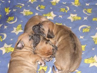 Rhodesian Ridgeback Welpe