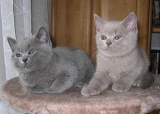 3 British Kurzhaar Kitten