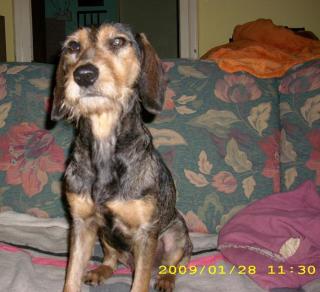 Barney sucht Dringend ein neues zuhause