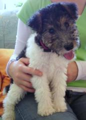 Süßer kleinbleibender welpe Foxterrier-mischling