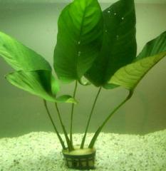 Anubias im Topf 30 cm hoch, kräftig. 3 Euro siehe Bild