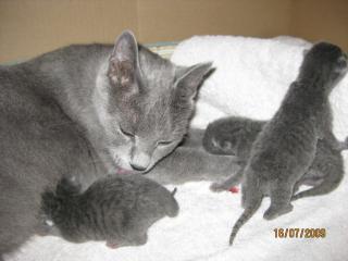Russisch Blau Baby s mit Stammbaum