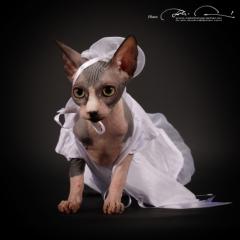 Sphynx Kitten zum verkaufen.