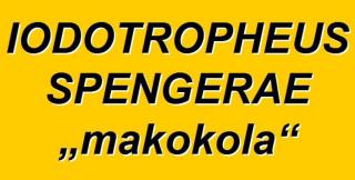 SUCHE Iodotropheus spengerae makokola