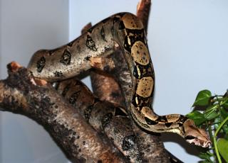2 Boa constrictor abzugeben