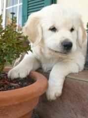 Golden Retriever Welpen