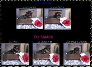 Yorkshire Terrier Welpen VDH/FCI