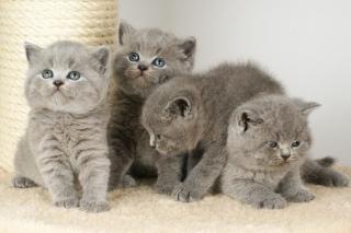 Britisch Kurzhaar Babys in blau
