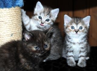 Wunderschöne Persermix Kitten Kätzchen suchen ein neues Zuhause