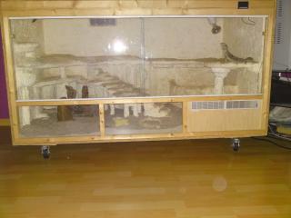 Terrarium mit 2 Bartagamen zu verkaufen