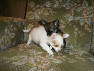 Langhaar Chihuahua Welpen