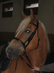 Biete Reitbeteiligung auf Haflinger