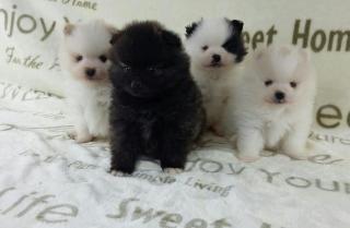 Pomeranianhündinnenwelpe black with white markings