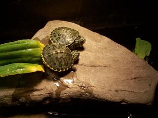 Wasserschildkrötenbabys