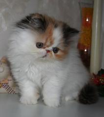 Wunderschöne Exotic Shorthair und Perser Kitten