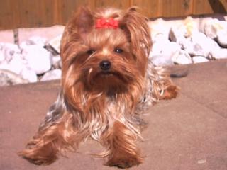 Yorkshire Terrier Hündin entlaufen