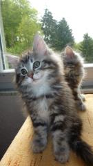 Norweger Kitten o. P. günstig abzugeben