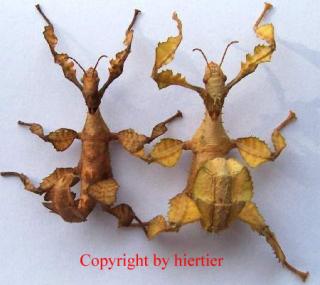 Extatosoma tiaratum DIE Australische Gespenstschecke