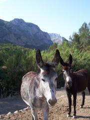 ESELCOSTABLANCA sucht dringend hilfe für neue projekte