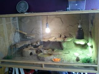 2 Bartagame abzugeben