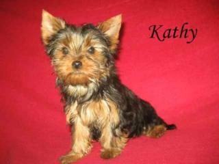 Yorkshire Terrier Welpen