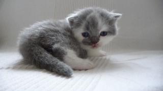 BKH und BLH Kitten mit Stammbaum