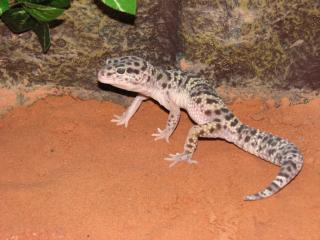 Verkaufe meinen Macksnow Leopardgecko Männnlich