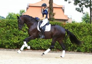 Eye-Catcher. Leicht zu reiten, liebenswert,