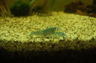 Blaue Floridkrebse Jungtiere