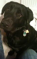Jack sucht ein neues zu Hause