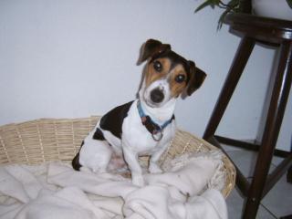 Jack Russell Terrier Deckrüde