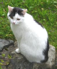 Mika in Neuried / Fürstenried West verschwunden