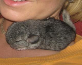 Chinchilla Babys in Nürnberg Verschiedene Farben