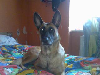 Liebenswerte Malinois-Schäferhündin abzugeben