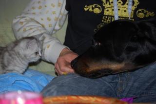 HUNDESITTING IN BAUTZEN